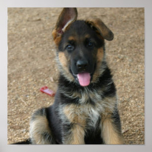 Poster Chiffre allemand Puppy Print