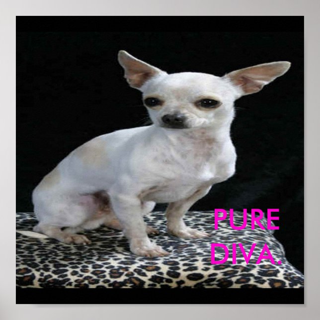 Poster Chig Chihuahua Diva Print (Devant)