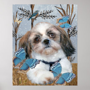 Poster Chih Tzu et papillons Imprimer
