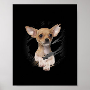 Poster Chihuahua