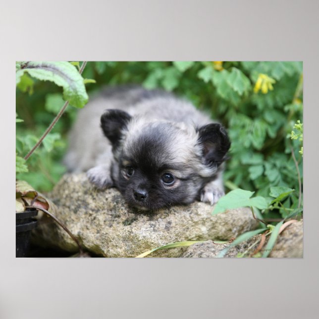 Poster Chihuahua (Devant)