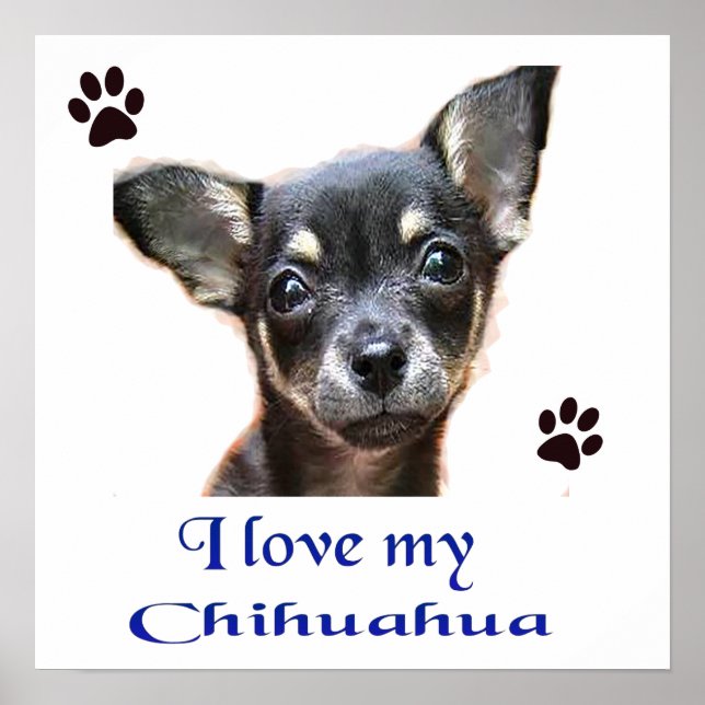 Poster Chihuahua (Devant)