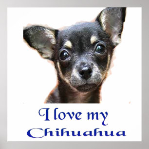 Poster Chihuahua