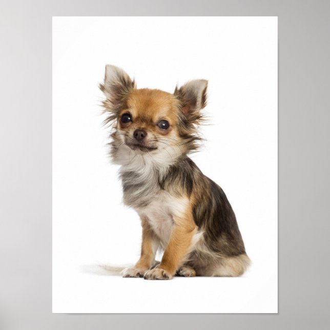 Poster Chihuahua à cheveux longs (Devant)