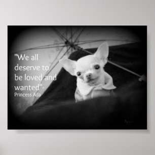 Poster Chihuahua apprécie