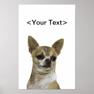 Poster Chihuahua avec une attitude