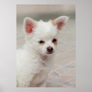 Poster Chihuahua chiot dans un jardin