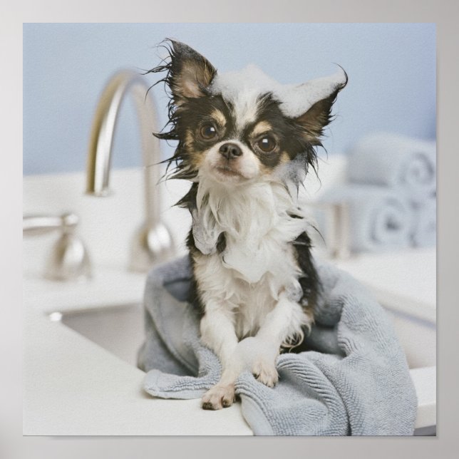 Poster Chihuahua Chiot Enveloppé Dans Une Serviette (Devant)