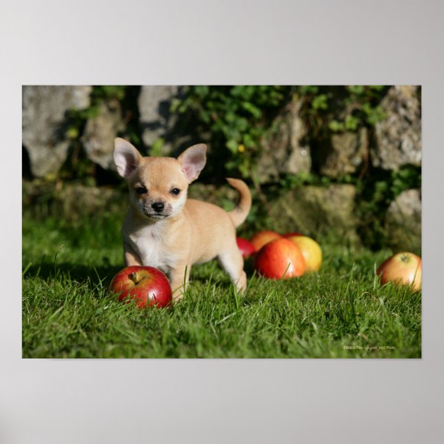 Poster Chihuahua Chiuppy avec pommes (Devant)