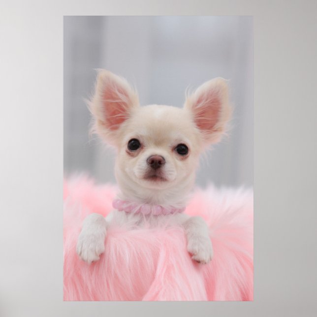 Poster Chihuahua En rose (Devant)