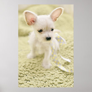Poster Chihuahua Et Chiot Maltais