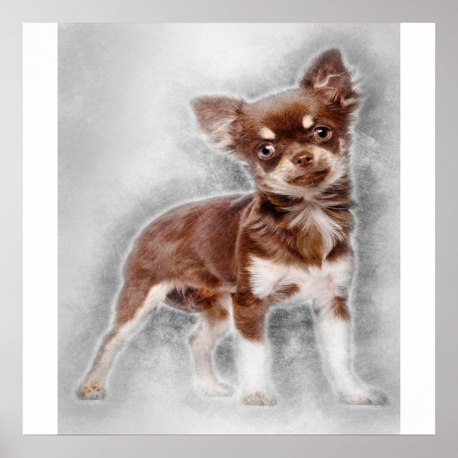 Poster Chihuahua looking at camer_dog lover (Devant)