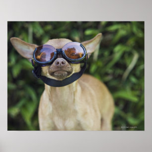 Poster Chihuahua portant des lunettes