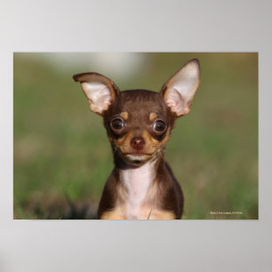 Poster Chihuahua Puppy regarde l'appareil photo