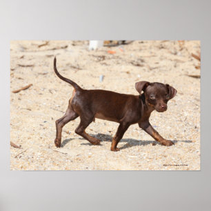 Poster Chihuahua Puppy Walking