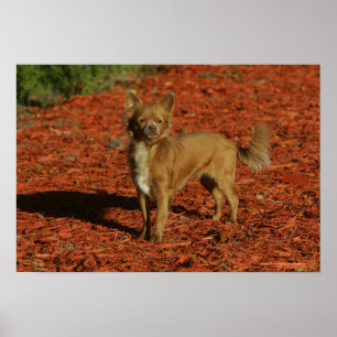 Poster Chihuahua Regardant la caméra