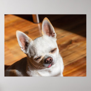 Poster Chihuahua somnolent squint langue détendue dehors 