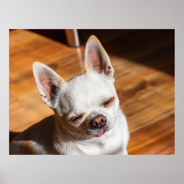 Poster Chihuahua somnolent squint langue détendue dehors  (Devant)
