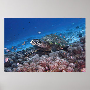 Poster Chill Hawksbill