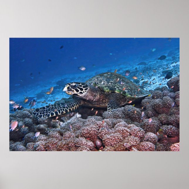 Poster Chill Hawksbill (Devant)