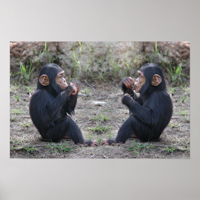 Poster Chimp (Devant)
