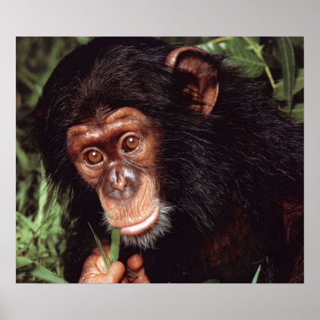 Poster Chimpansee (Devant)