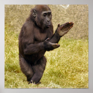 Poster Chimpanzé