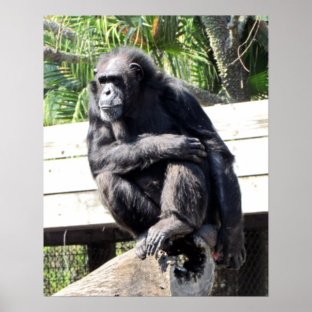 Poster Chimpanzé (Devant)