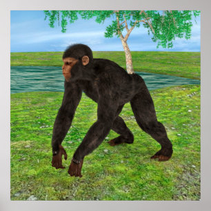 Poster Chimpanzé