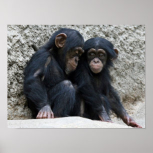 Poster Chimpanzé002