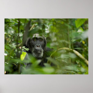 Poster Chimpanzé caché dans la végétation