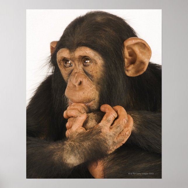 Poster Chimpanzé (poêle troglodyte). Jeune joueur 2 (Devant)