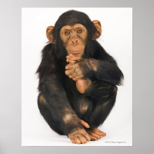Poster Chimpanzé (troglodytes de casserole)