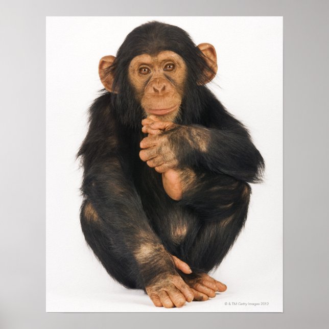 Poster Chimpanzé (troglodytes paniques) (Devant)