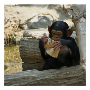 Poster Chimpanzée_2015_0101