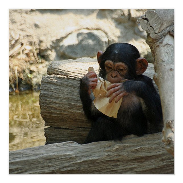 Poster Chimpanzée_2015_0101 (Devant)