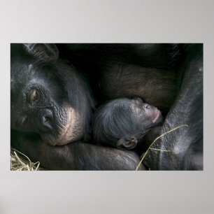 POSTER CHIMPANZEE MÈRE ET ENFANT