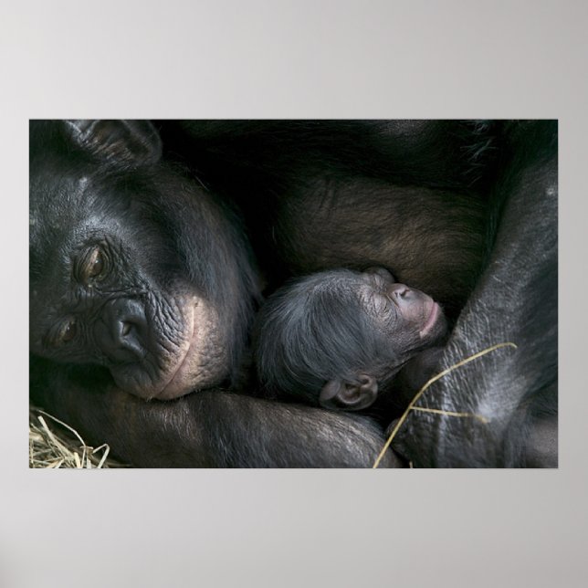 POSTER CHIMPANZEE MÈRE ET ENFANT (Devant)