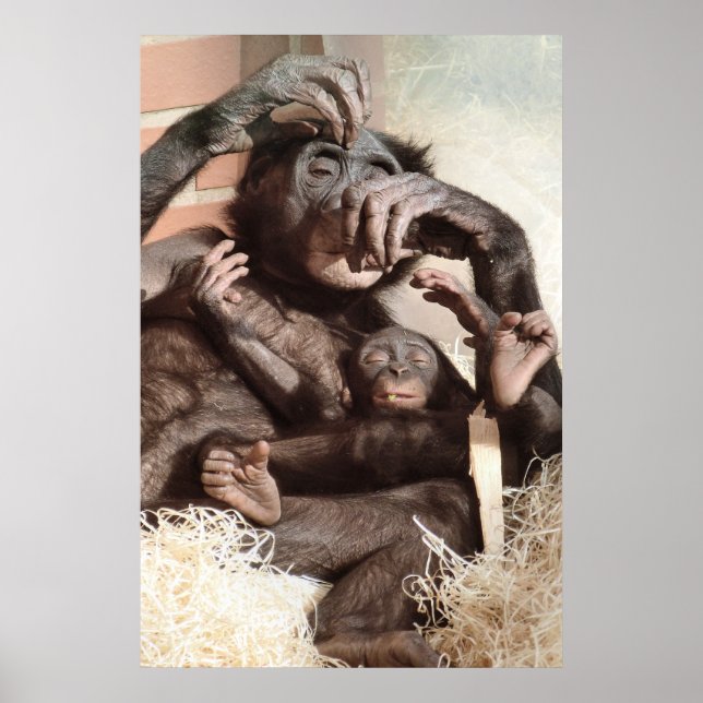 POSTER CHIMPANZÉS (Devant)