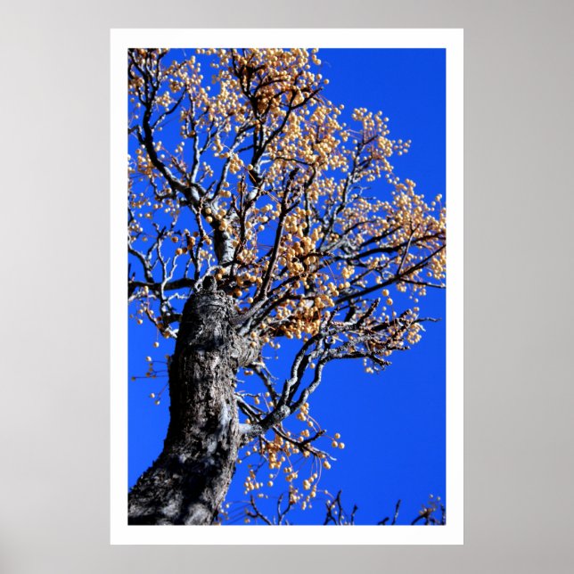 Poster Chinaberry (Devant)