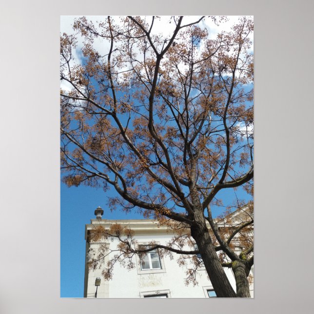 Poster Chinaberry à Lisbonne (Devant)