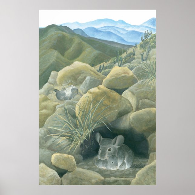 Poster Chinchillas en pleine nature (Devant)