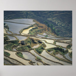 Poster Chine, province du Yunnan. Rizières inondées de