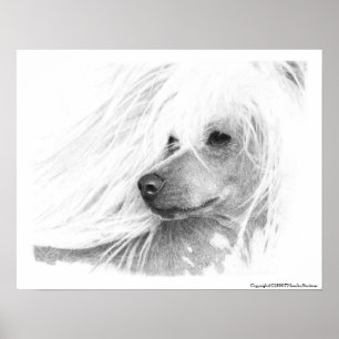 Poster Chinese Crested Dog