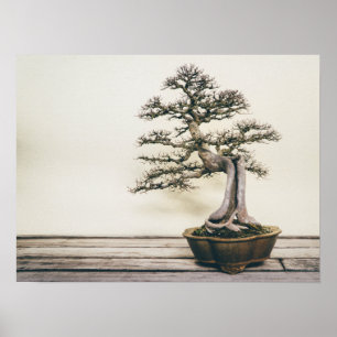 Poster Chinese Elm Bonsai Tree in Winter