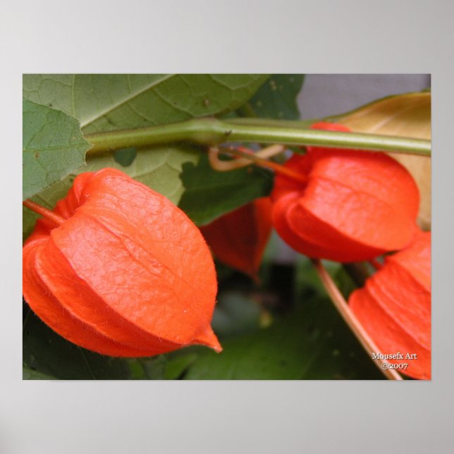 Poster chinois (Devant)