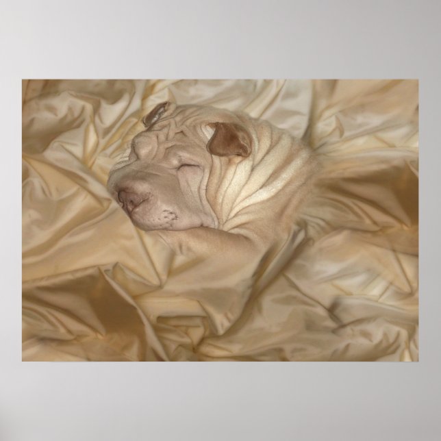 Poster Chinois Shar Pei Camouflé en étincelles (Devant)