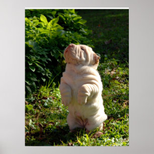 Poster chinois Shar pei Puppy