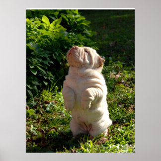 Poster chinois Shar pei Puppy