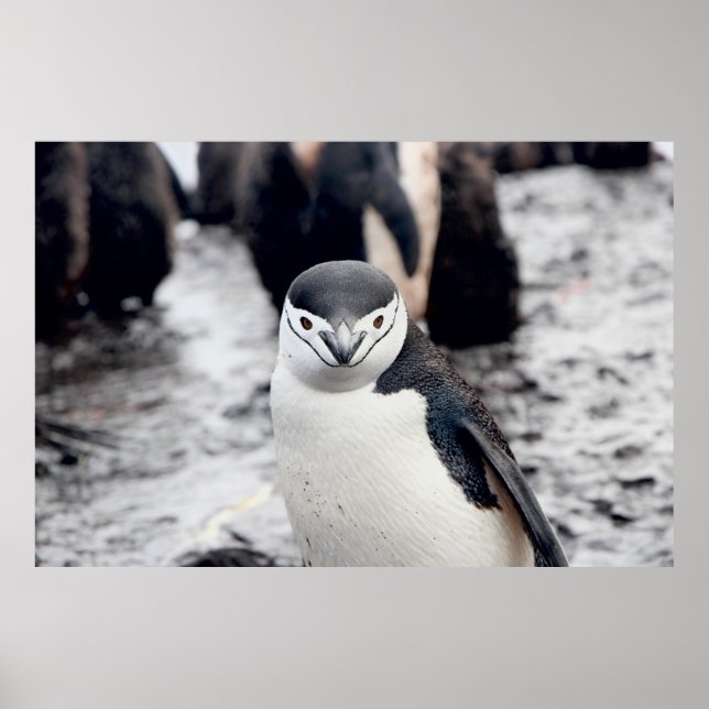 POSTER CHINSTRAP PENGUIN (Devant)